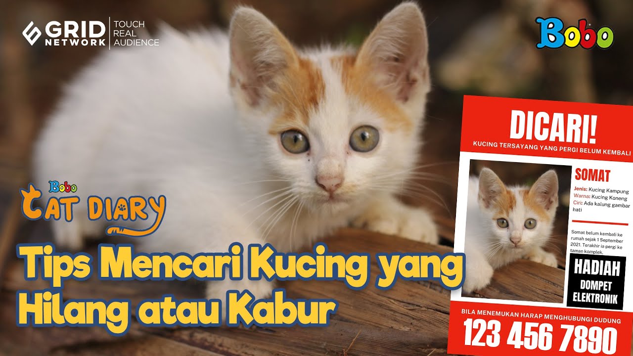 Detail Gambar Kucing Yg Lucu Nomer 29