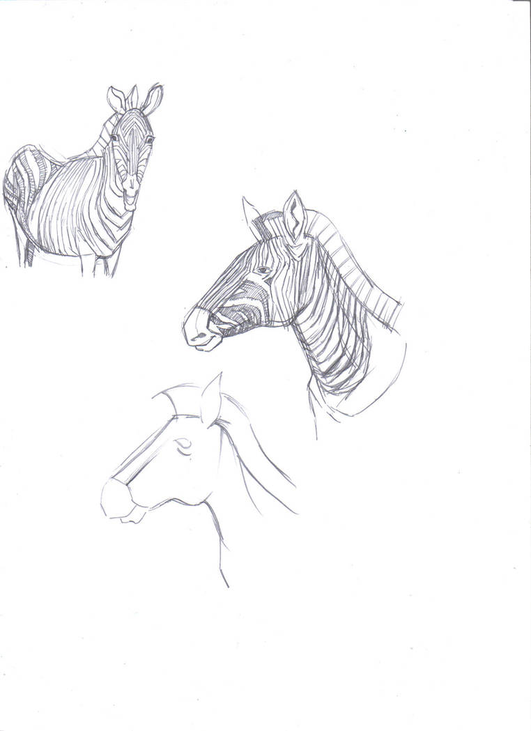 Detail Gambar Kuda Belang Nomer 21