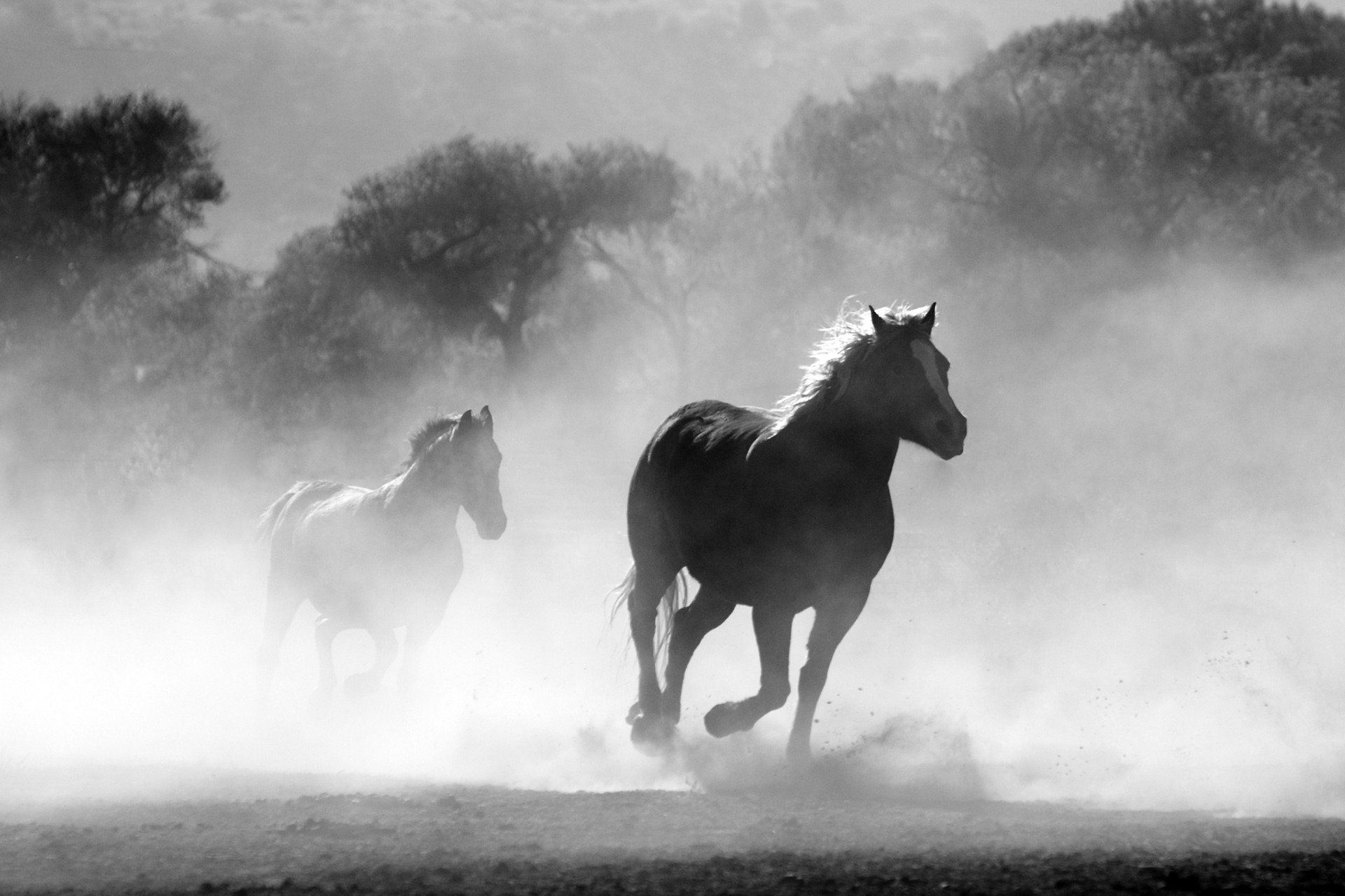 Detail Gambar Kuda Dan Keledai Yang Sarat Dengan Beban Nomer 51