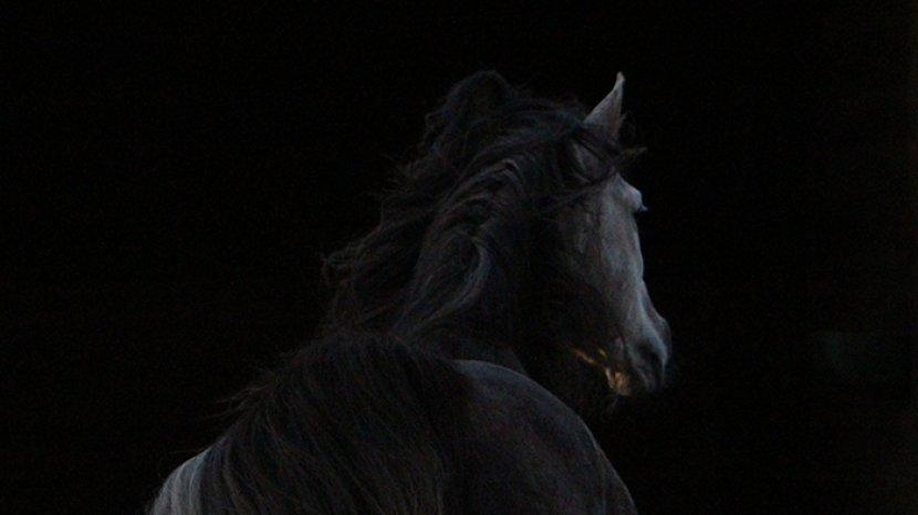 Detail Gambar Kuda Hitam Nomer 25