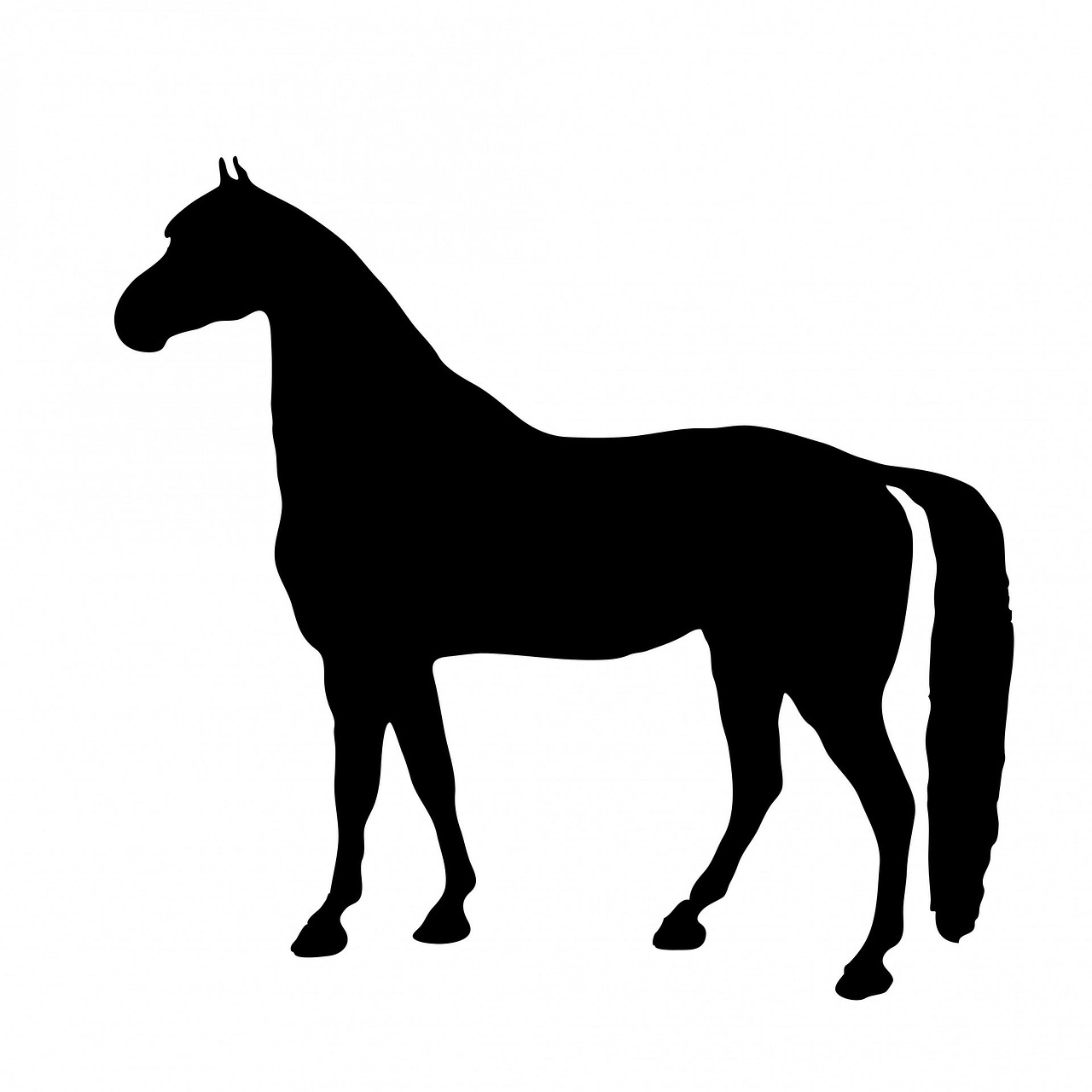 Detail Gambar Kuda Hitam Putih Nomer 19