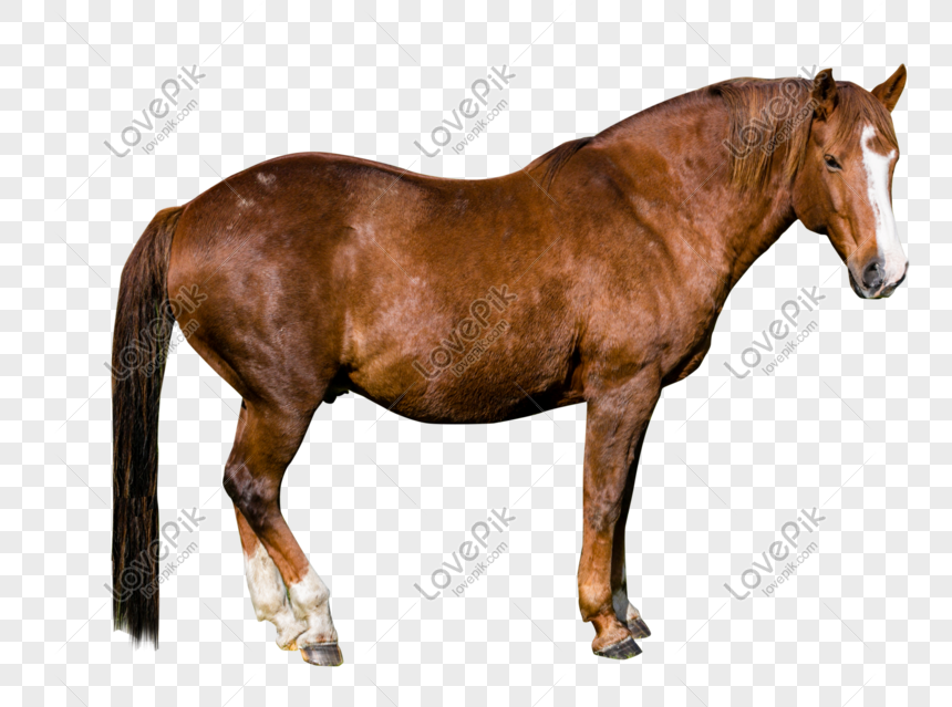 Detail Gambar Kuda Png Nomer 24