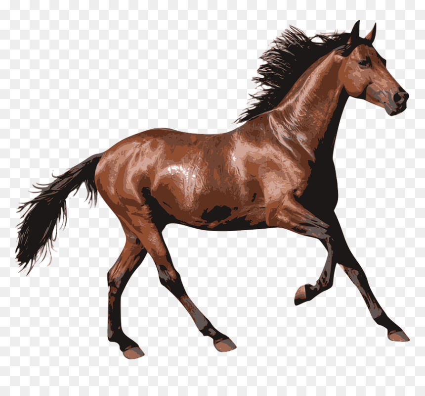 Detail Gambar Kuda Png Nomer 26