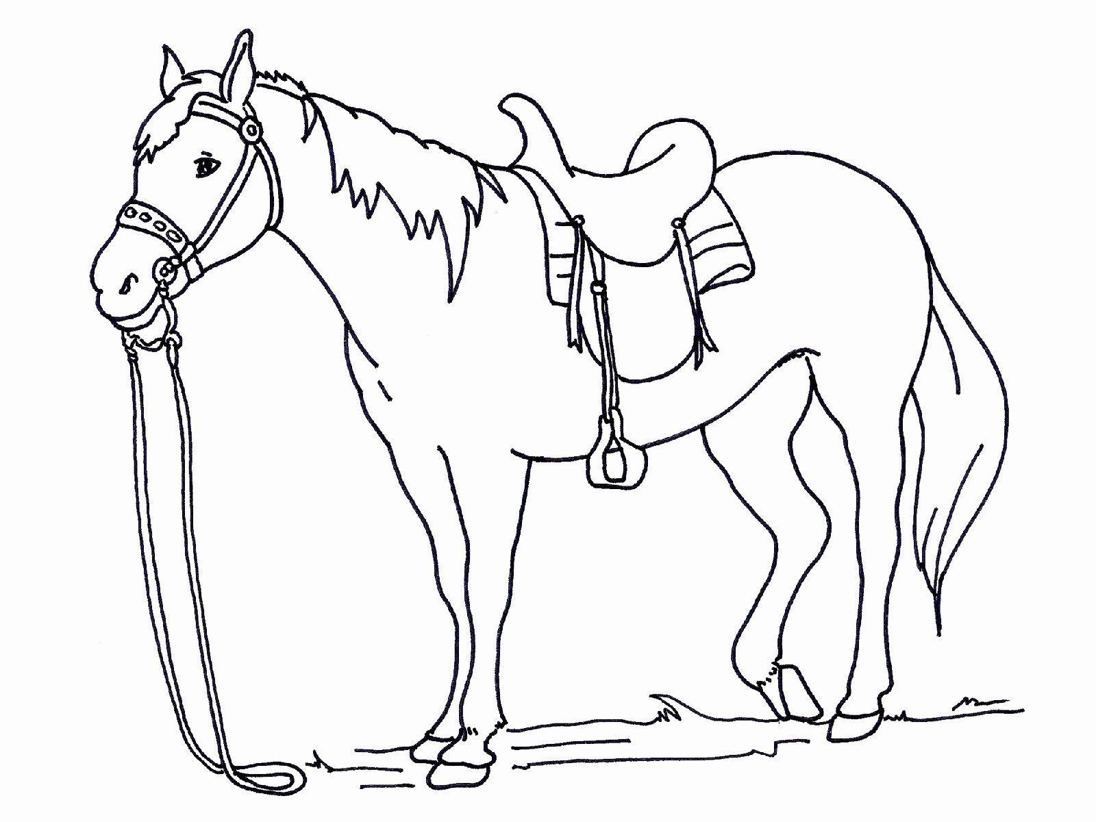 Detail Gambar Kuda Untuk Anak Tk Nomer 25