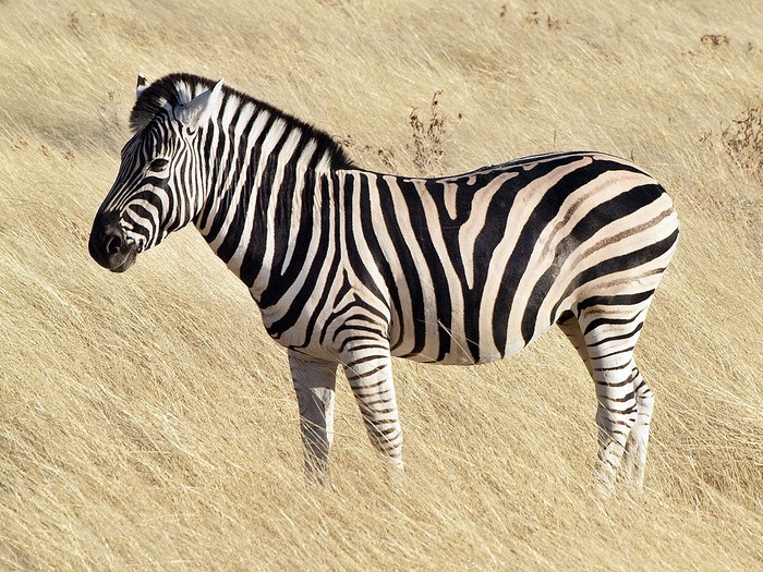 Gambar Kuda Zebra - KibrisPDR