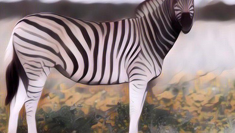 Detail Gambar Kuda Zebra Nomer 46