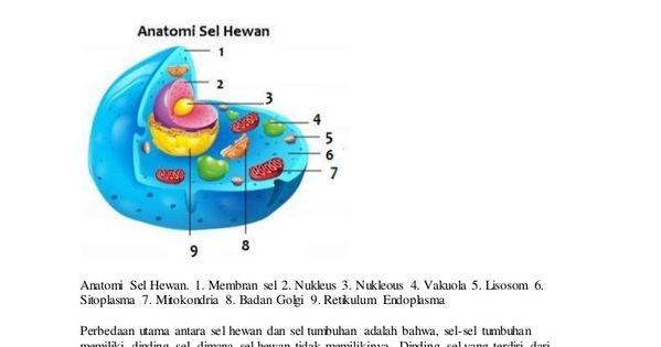 Detail Gambar Kudung Ayarenda Nomer 47