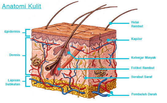 Detail Gambar Kulit Dan Bagiannya Nomer 4