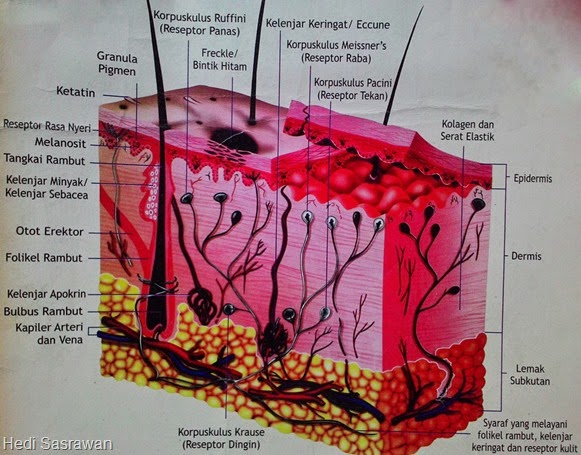 Detail Gambar Kulit Dan Bagiannya Nomer 30