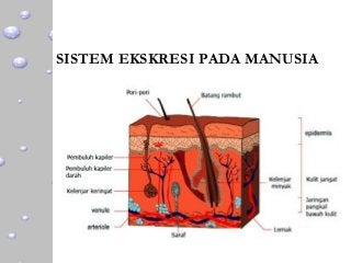 Detail Gambar Kulit Dan Bagiannya Nomer 32