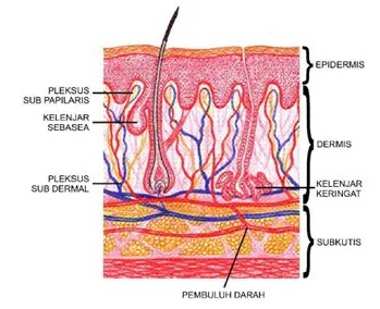 Detail Gambar Kulit Dan Bagiannya Nomer 40