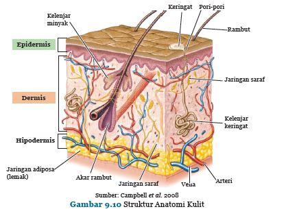 Detail Gambar Kulit Dan Bagiannya Nomer 41