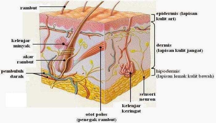 Detail Gambar Kulit Dan Bagiannya Gambar Kulit Dan Bagiannya Sma Nomer 6