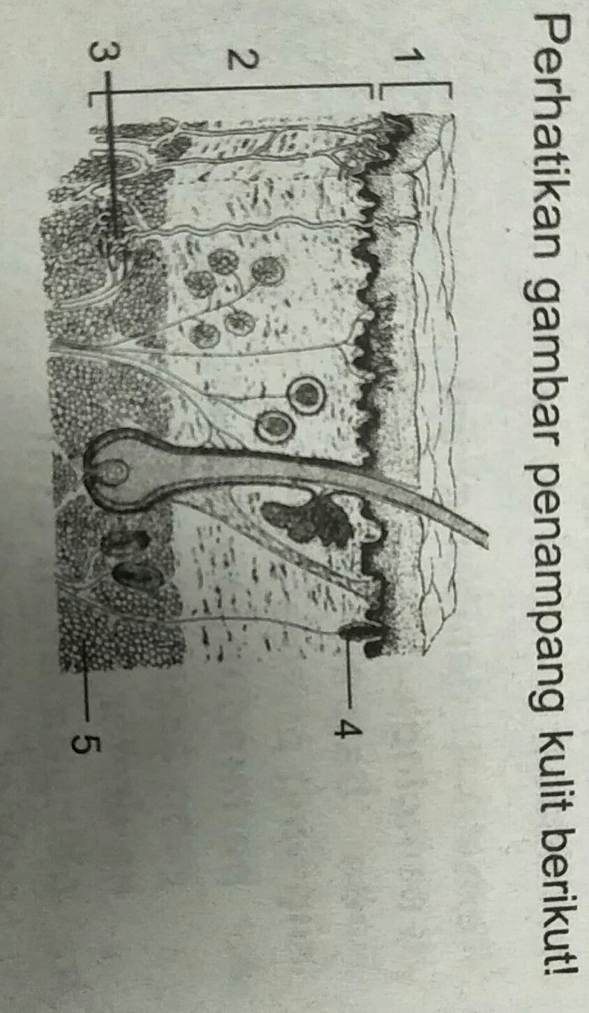 Detail Gambar Kulit Dan Bagiannya Gambar Kulit Dan Bagiannya Sma Nomer 50