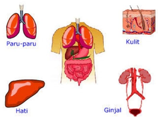 Detail Gambar Kulit Dan Bagiannya Gambar Kulit Dan Bagiannya Sma Nomer 51