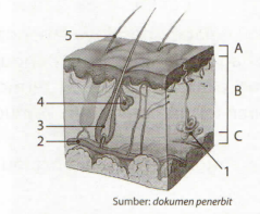 Detail Gambar Kulit Dan Keterangannya Nomer 33