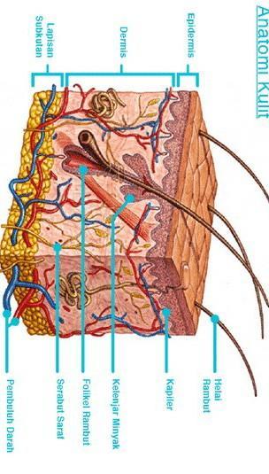 Detail Gambar Kulit Dan Keterangannya Nomer 34