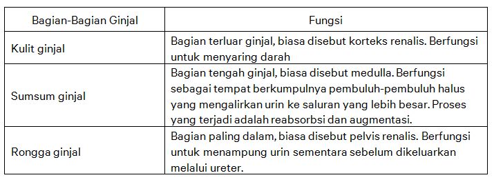 Detail Gambar Kulit Ginjal Nomer 17