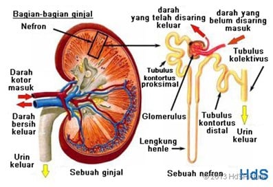 Detail Gambar Kulit Ginjal Nomer 18