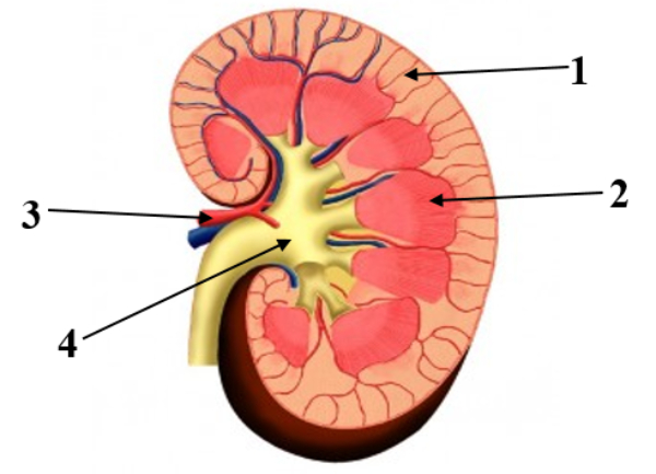 Detail Gambar Kulit Ginjal Nomer 23