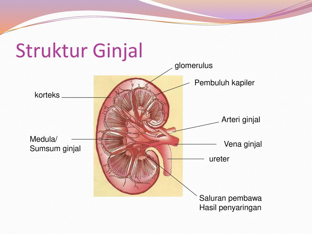 Detail Gambar Kulit Ginjal Nomer 33