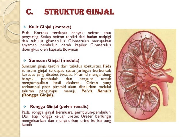 Detail Gambar Kulit Ginjal Nomer 37