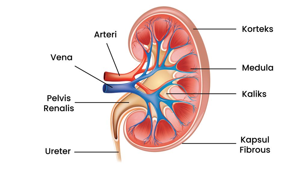 Detail Gambar Kulit Ginjal Nomer 38