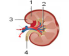 Detail Gambar Kulit Ginjal Nomer 52