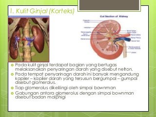 Detail Gambar Kulit Ginjal Nomer 53