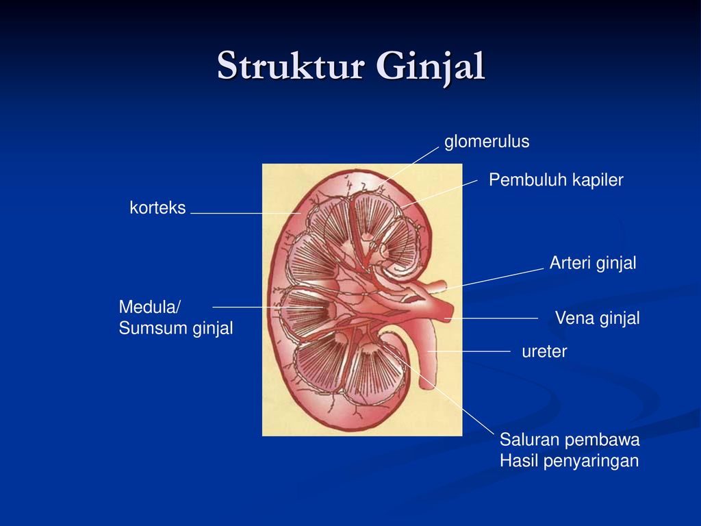 Detail Gambar Kulit Ginjal Nomer 6