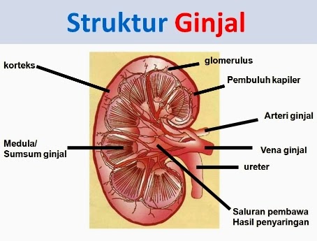 Detail Gambar Kulit Ginjal Nomer 8