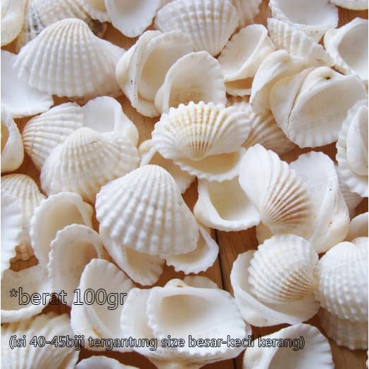 Detail Gambar Kulit Kerang Nomer 18