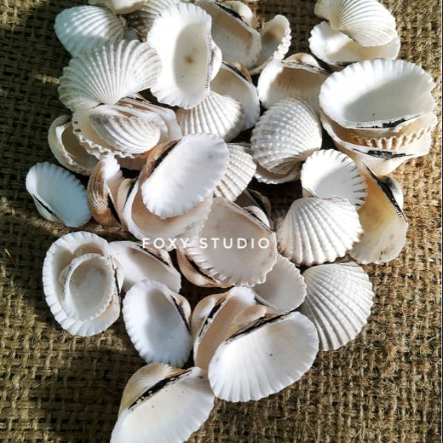 Download Gambar Kulit Kerang Nomer 26