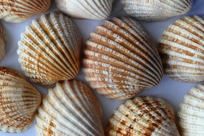 Download Gambar Kulit Kerang Nomer 30