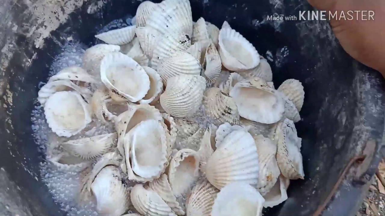 Detail Gambar Kulit Kerang Nomer 34