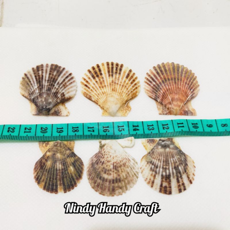 Detail Gambar Kulit Kerang Nomer 47