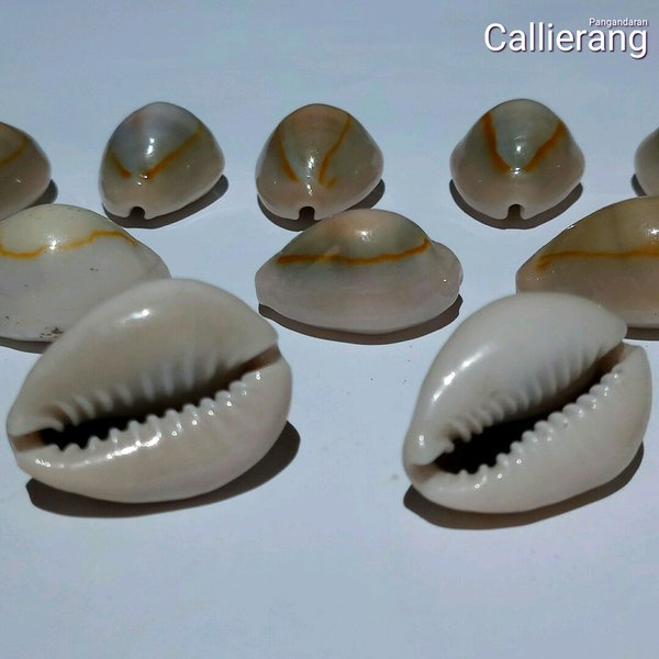 Detail Gambar Kulit Kerang Nomer 50