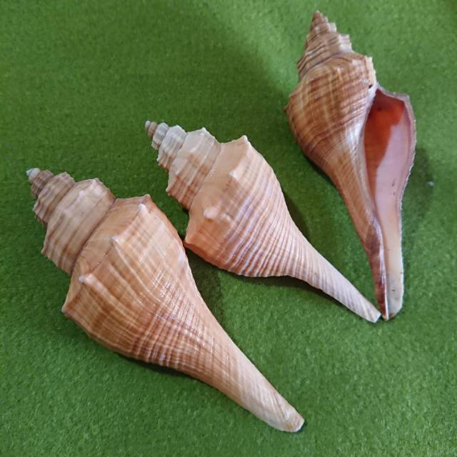 Detail Gambar Kulit Kerang Nomer 56
