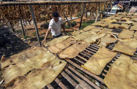 Detail Gambar Kulit Sapi Nomer 16