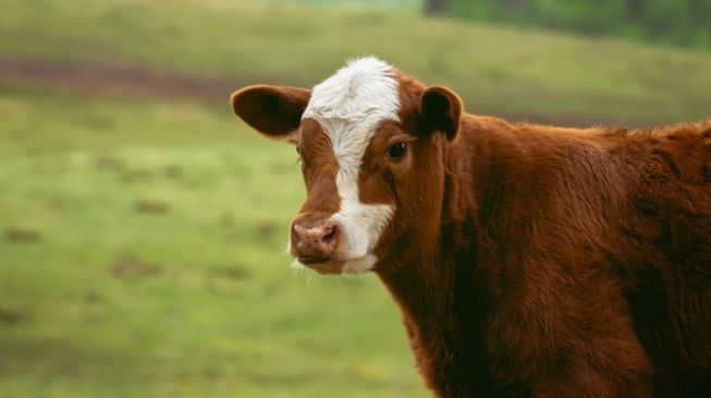 Detail Gambar Kulit Sapi Nomer 40