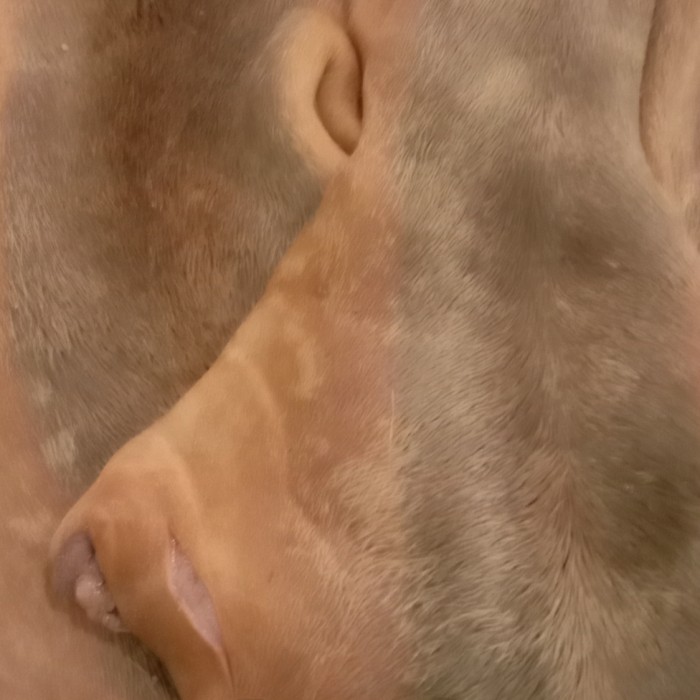 Detail Gambar Kulit Sapi Nomer 41