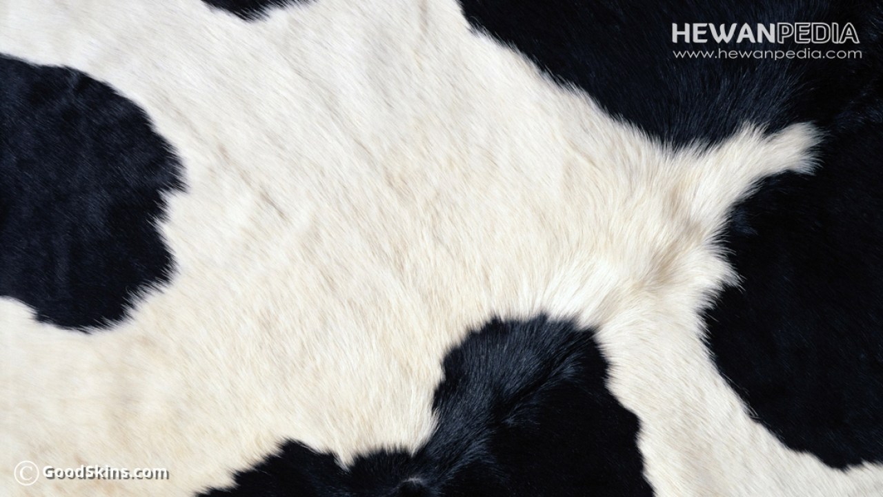 Detail Gambar Kulit Sapi Nomer 8
