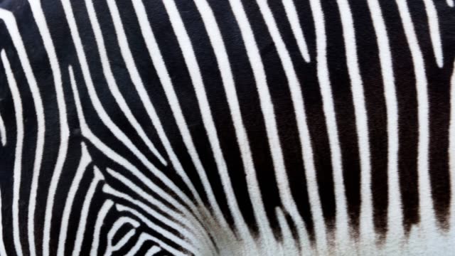 Detail Gambar Kulit Zebra Animasi Nomer 12