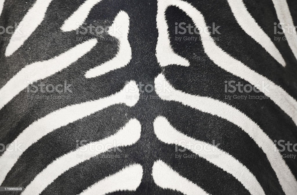 Detail Gambar Kulit Zebra Animasi Nomer 6