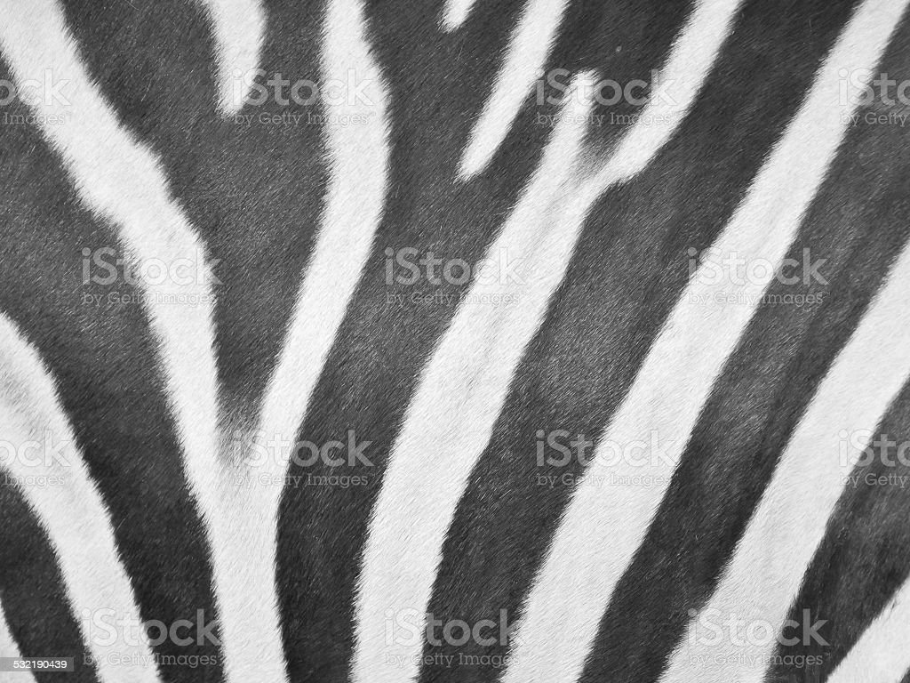 Detail Gambar Kulit Zebra Animasi Nomer 8