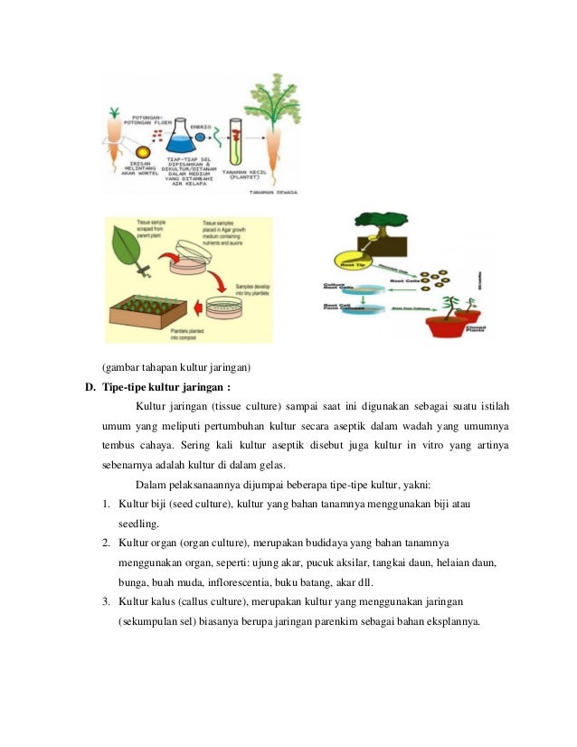 Detail Gambar Kultur Biji Nomer 39