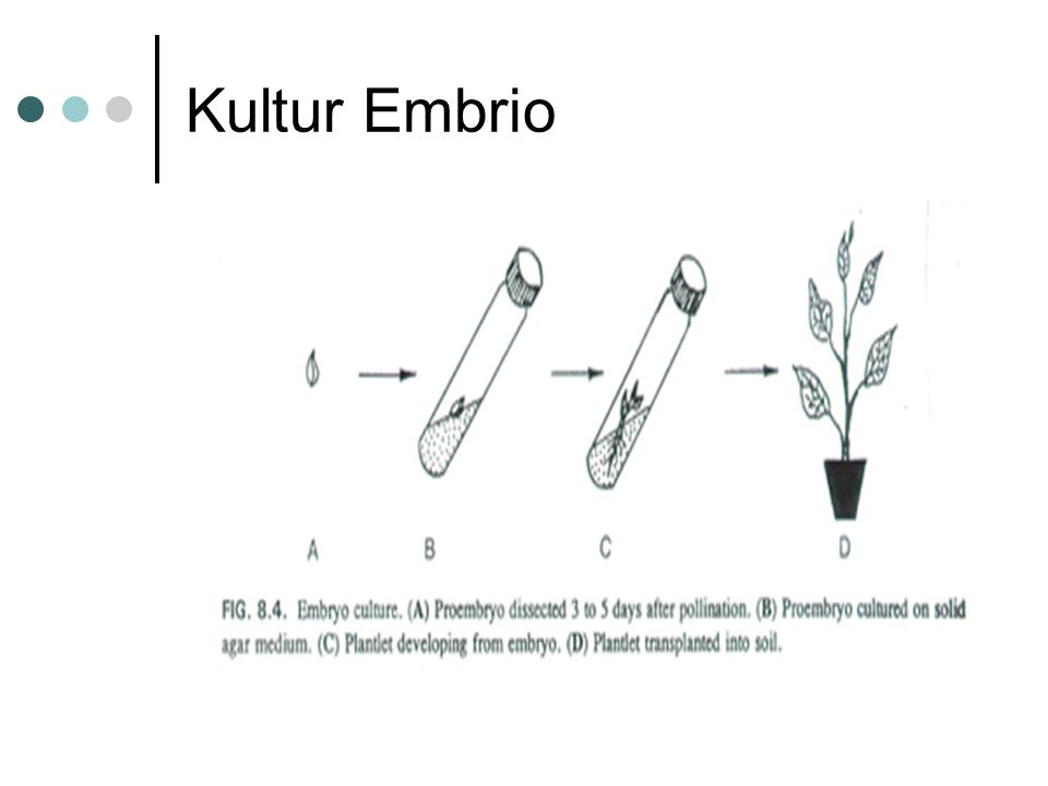 Detail Gambar Kultur Biji Nomer 7