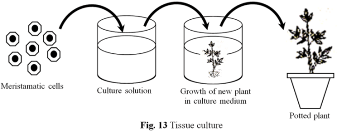Detail Gambar Kultur Jaringan Tumbuhan Nomer 49
