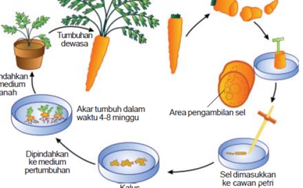 Detail Gambar Kultur Sel Nomer 6