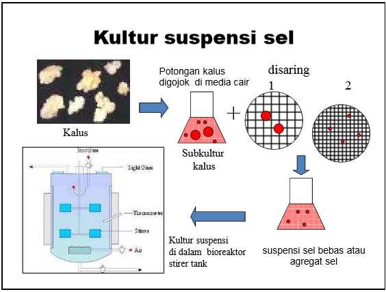 Detail Gambar Kultur Sel Nomer 48